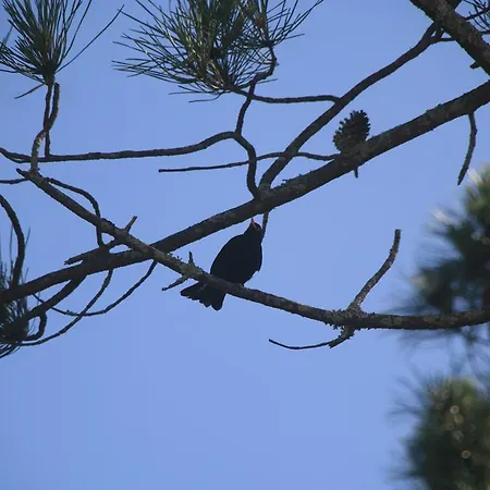 Parco vacanze Yes Pico Santa Luzia (Sao Roque do Pico)
