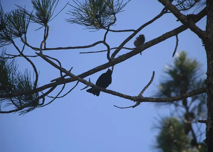 База отдыха Yes Pico Santa Luzia (Sao Roque do Pico)